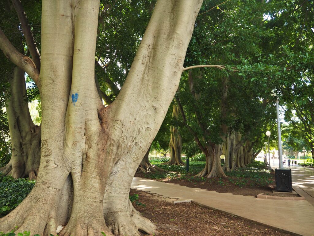 HYDE PARK IN SYDNEY