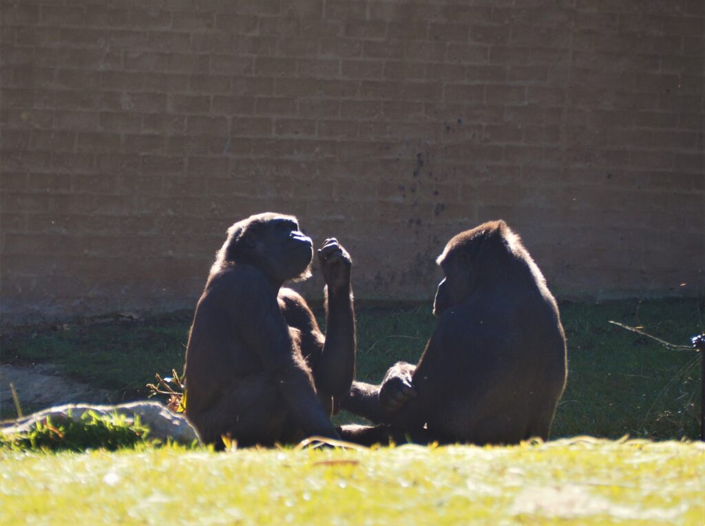 Mogo Wildlife Park