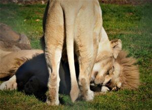 Mogo Wildlife Park