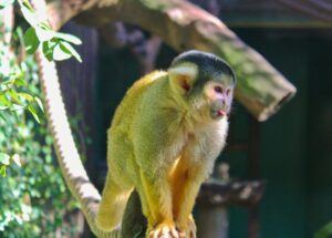 Mogo Wildlife Park