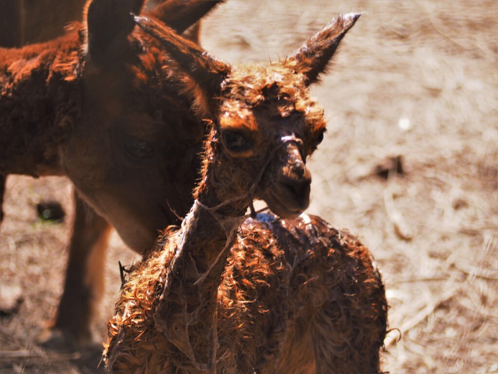 Birdland Animal Park in Batemans Bay
