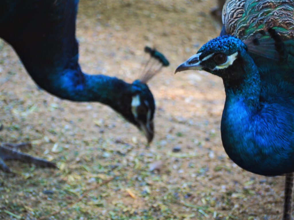 Birdland Animal Park in Batemans Bay