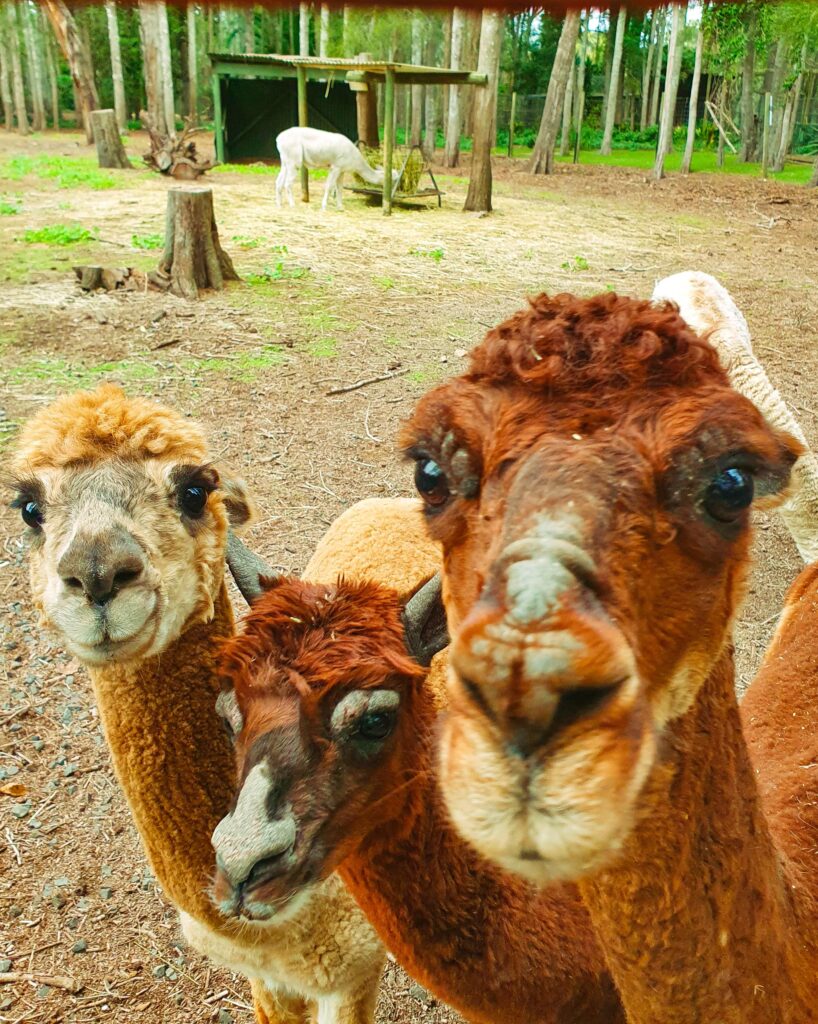 Birdland Animal Park in Batemans Bay