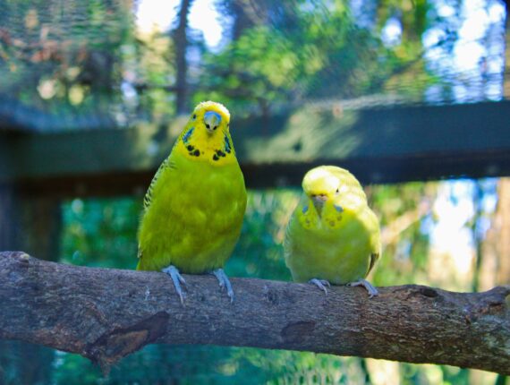 Birdland Animal Park in Batemans Bay