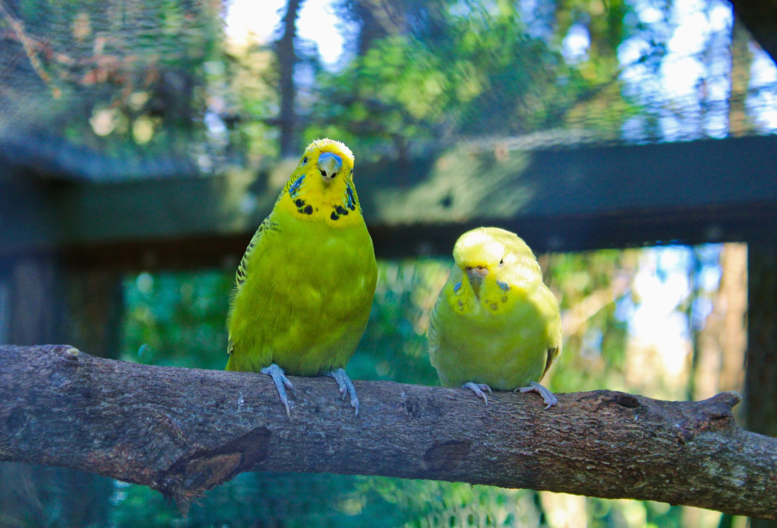 Birdland Animal Park in Batemans Bay