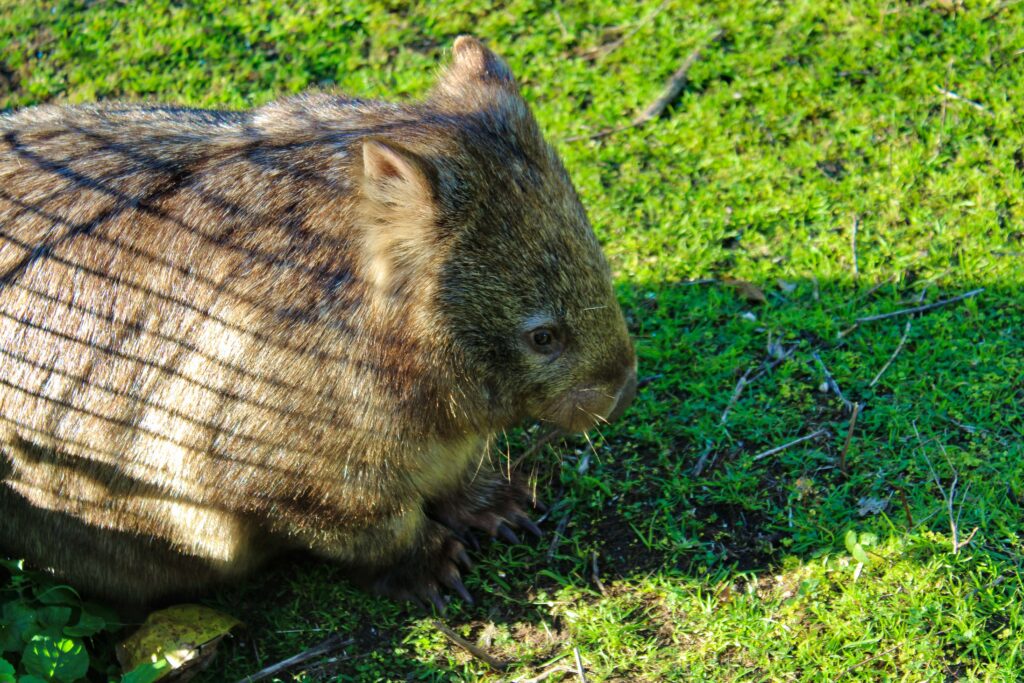 Birdland Animal Park in Batemans Bay