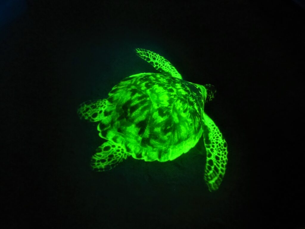 Sea Life Centre in Manchester