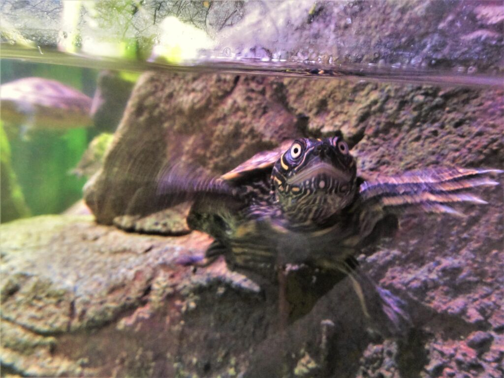 Sea Life Centre in Manchester