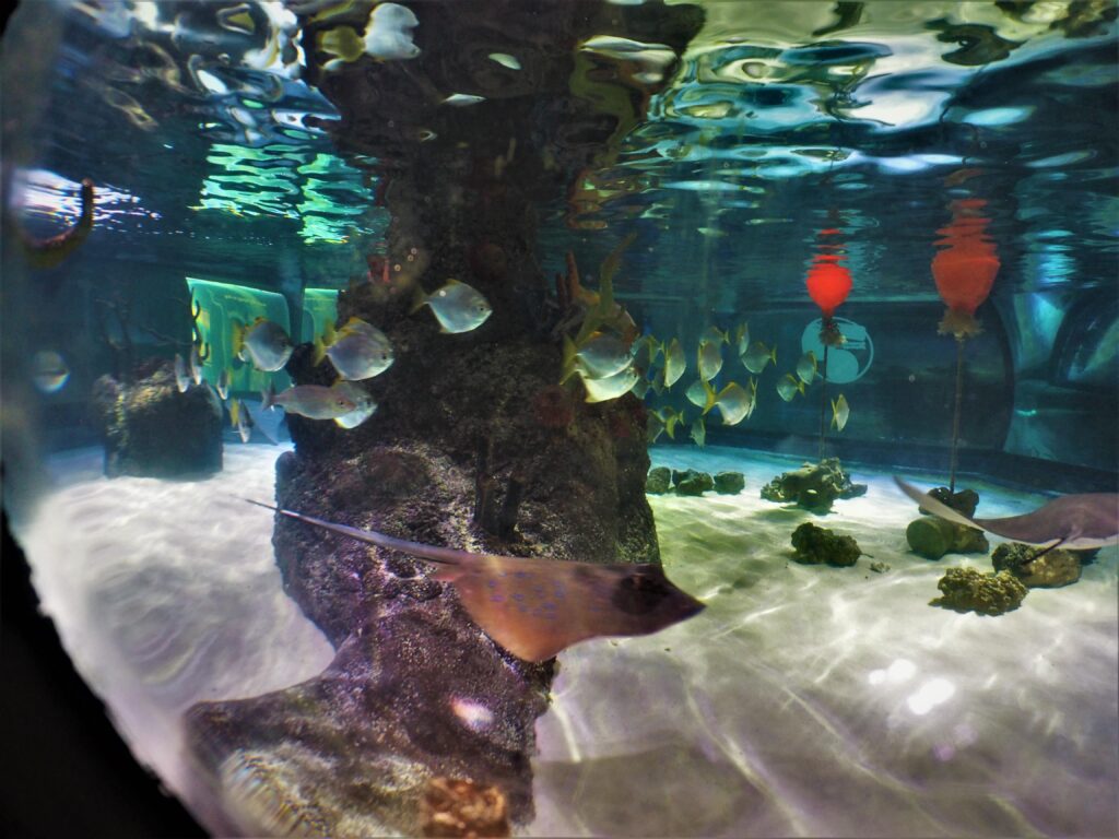 Sea Life Centre in Manchester