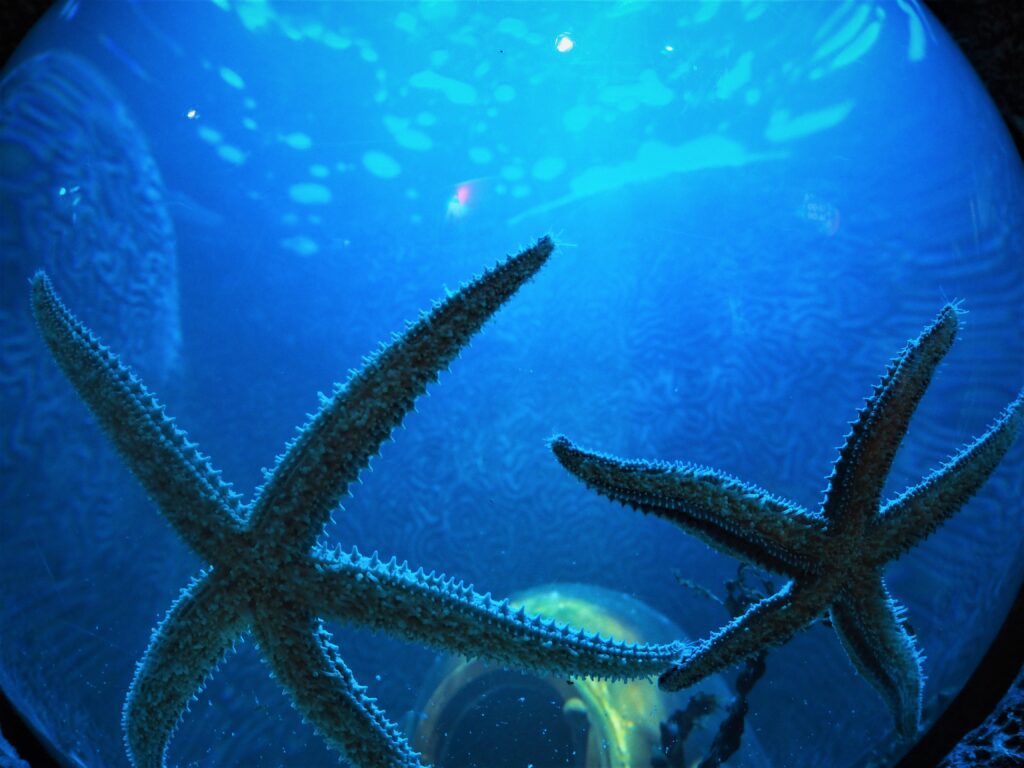 Sea Life Centre in Manchester