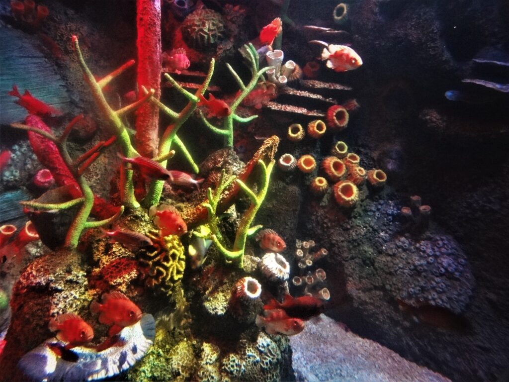 Sea Life Centre in Manchester
