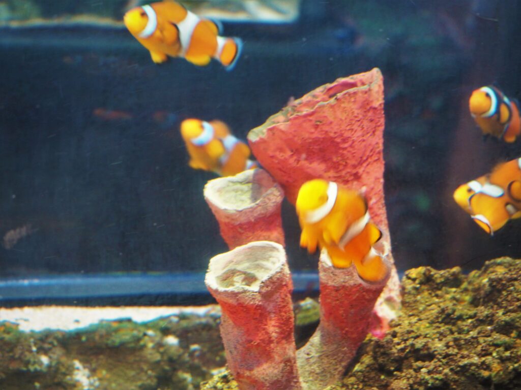 Sea Life Centre in Manchester