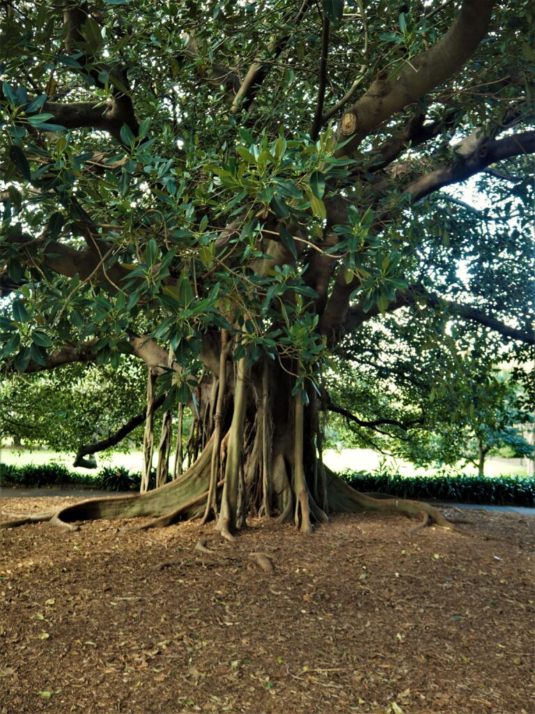 royal botanical gardens in sydney