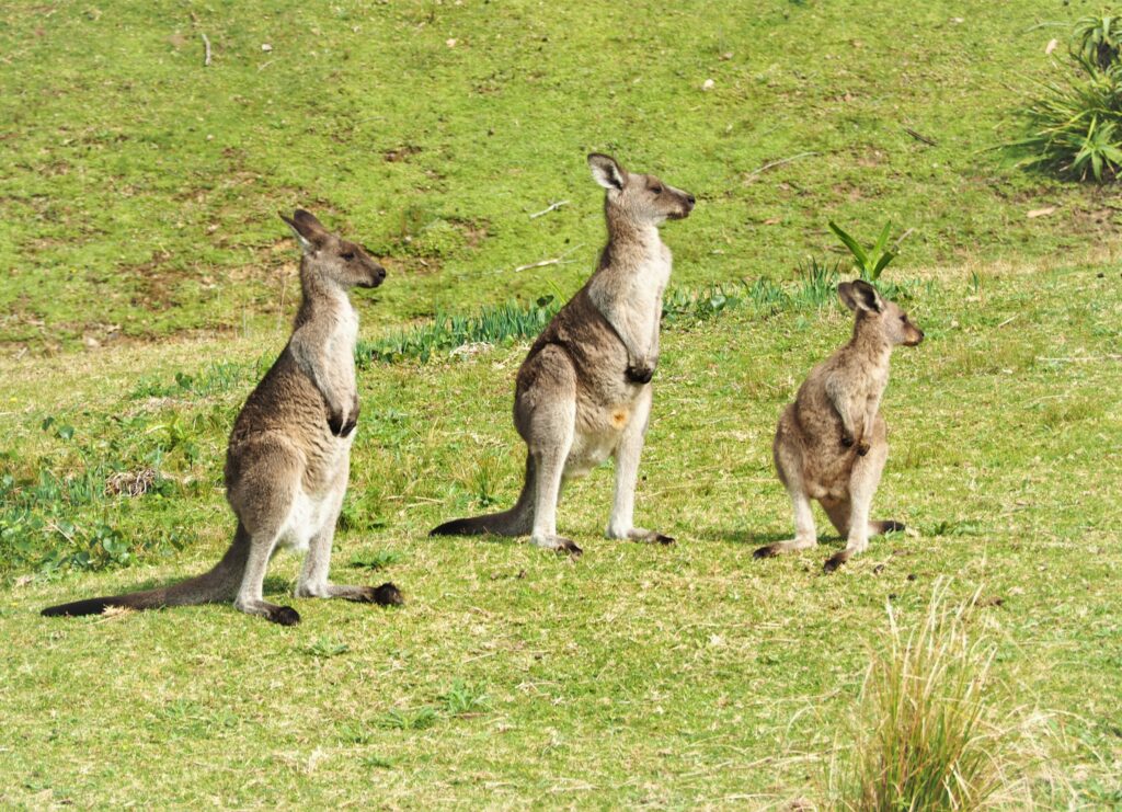 places I've visited in Australia
