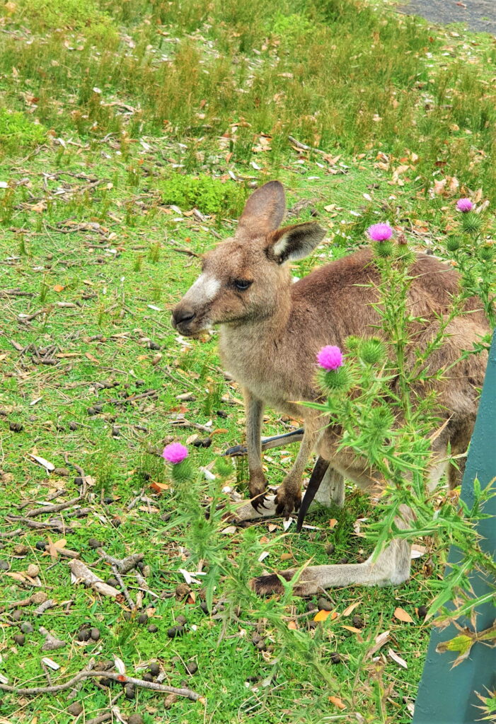 Things to do in Jervis Bay